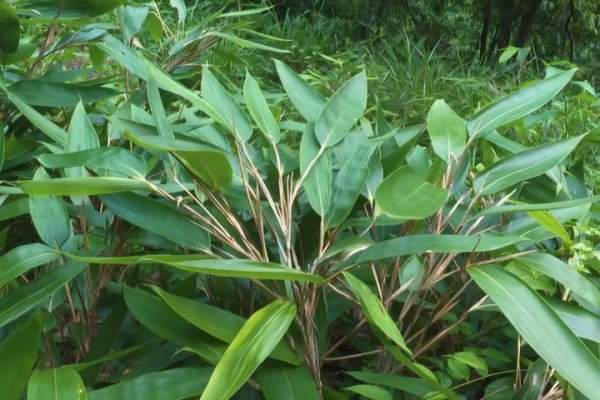 典丰投资 深山箬竹变“绿色银行”，浙江松阳助力乡镇共同富裕